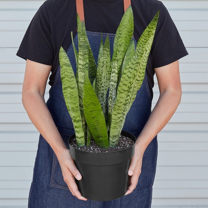 Snake Plant 'Zeylanica' 3" Pot