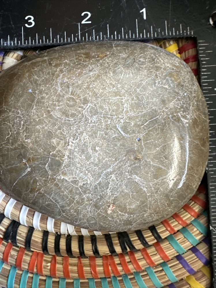 Polished Coral Head Fossil Morocco Devonian #6