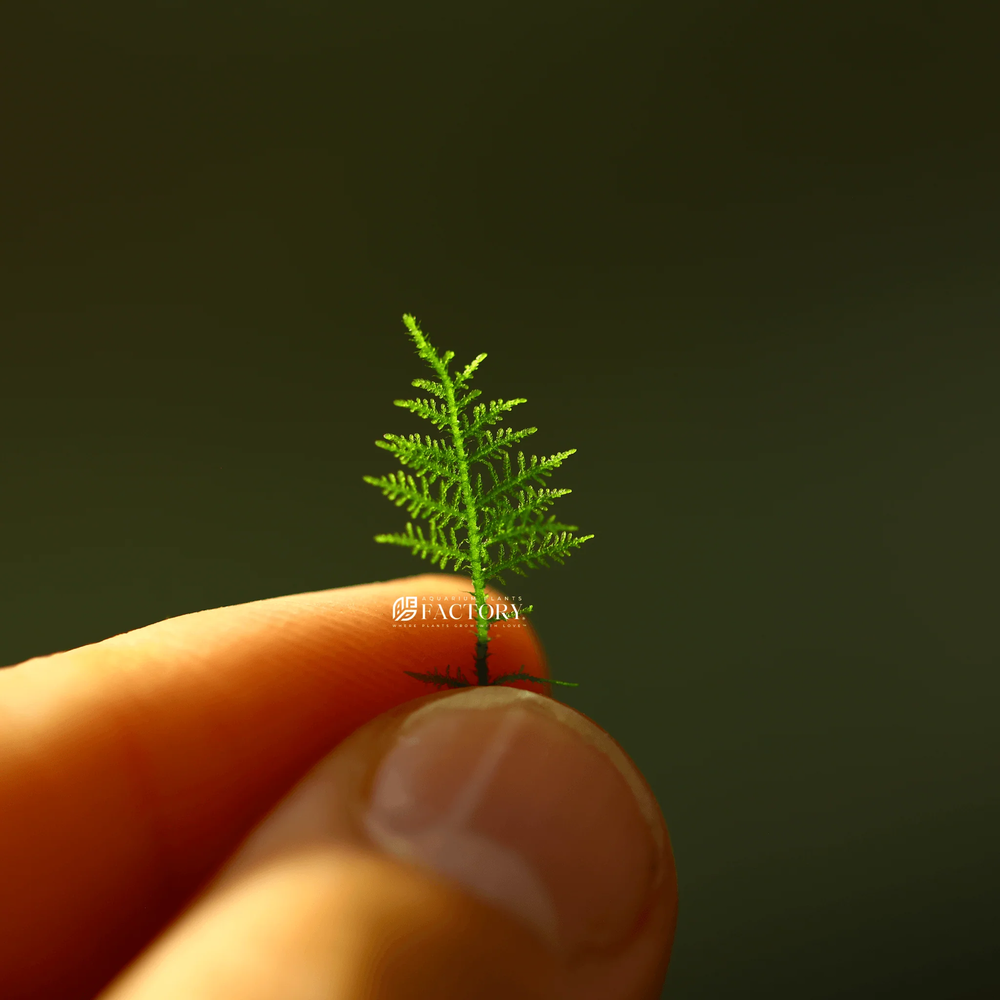 Snowflake Moss | Aquarium Plants Factory®