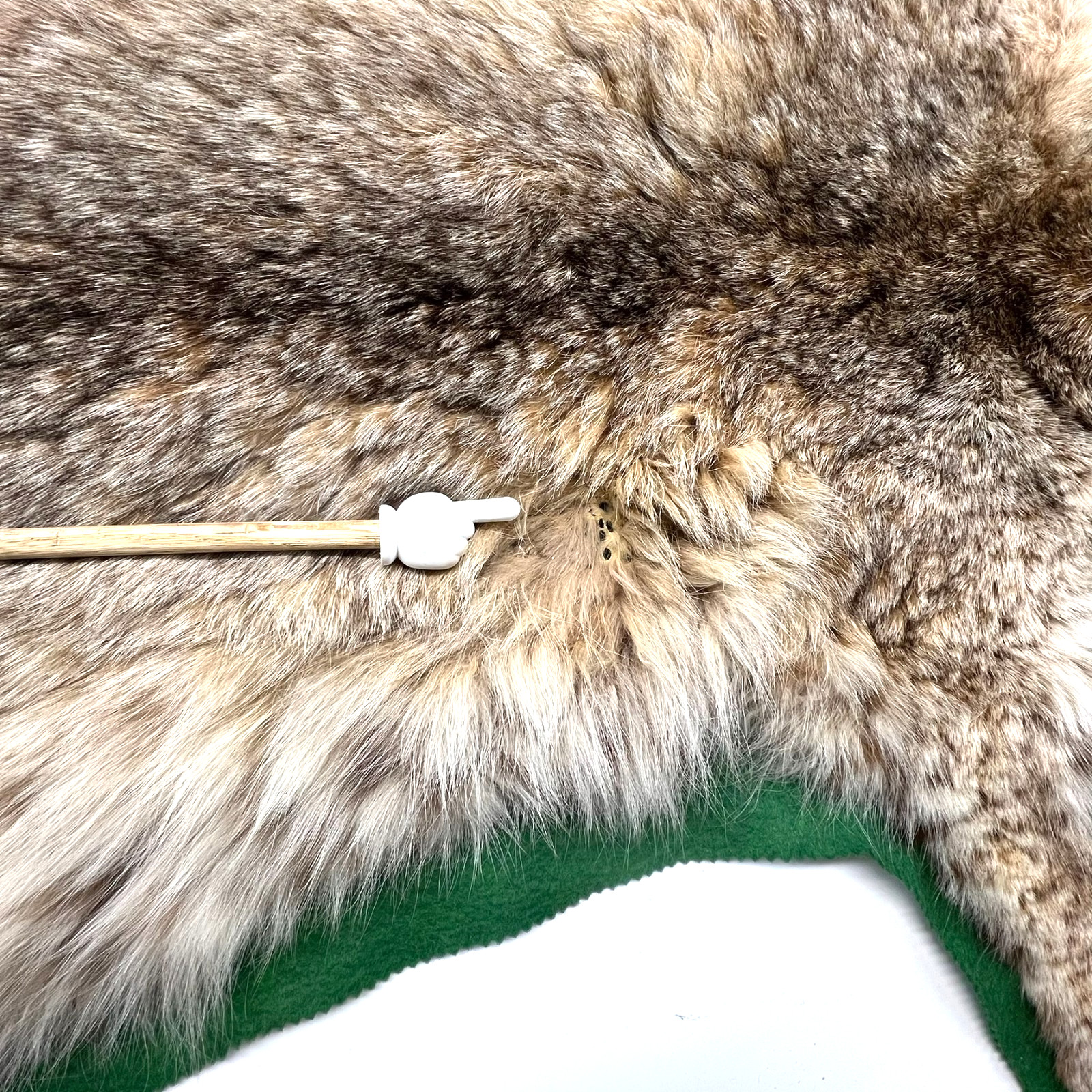 Vtg. Bobcat Taxidermy Rug Mount Full Body Green Felt Border Rustic Cabin Decor