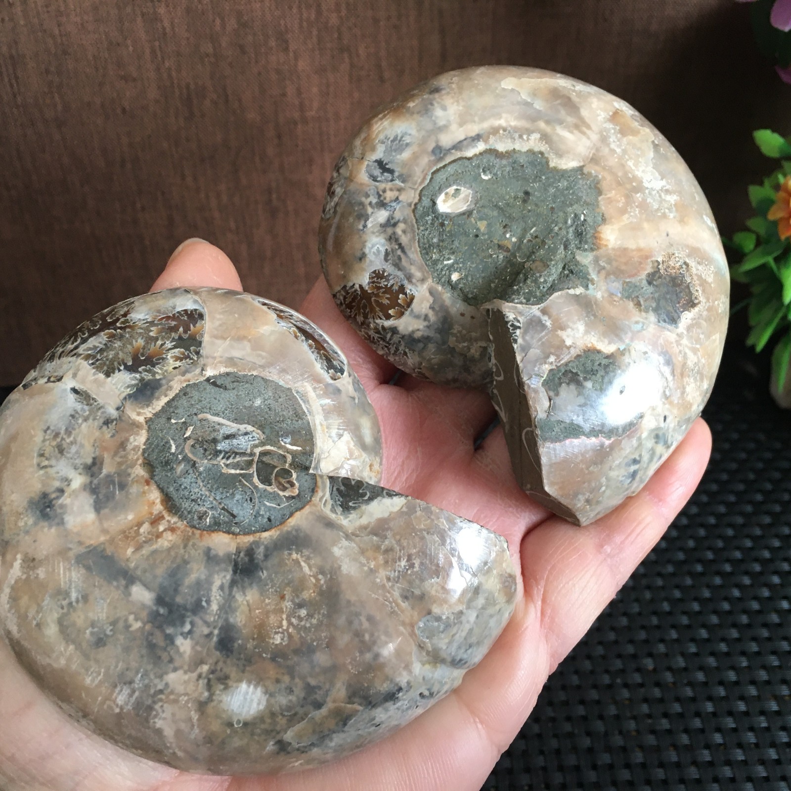 315g polishing 1 pair of Split natural Ammonite Specimen fb1030