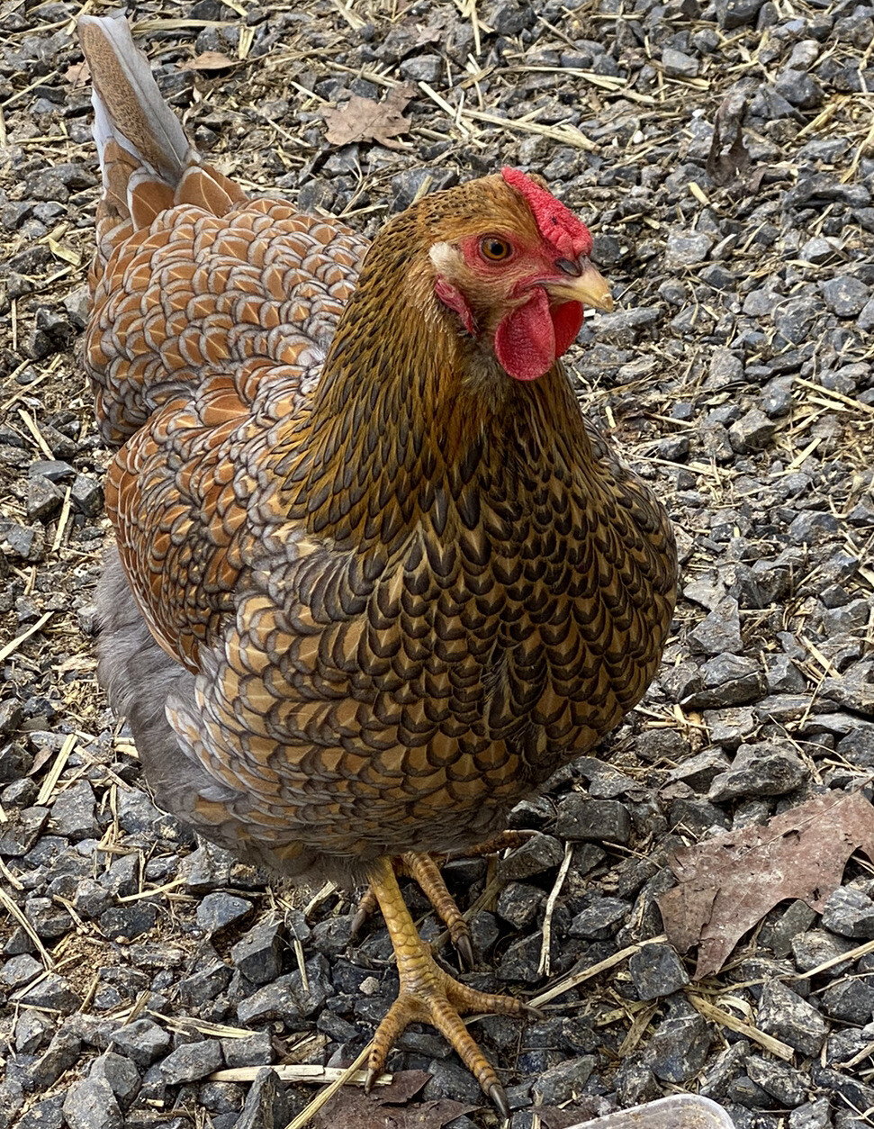 20+ Rare Breed Chicken Hatching Eggs Orpington, Wyandotte, Brahma, Faverolles