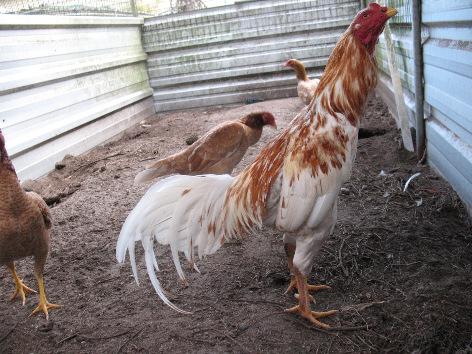 12 ASSORTED WAHL ASIL EGGS