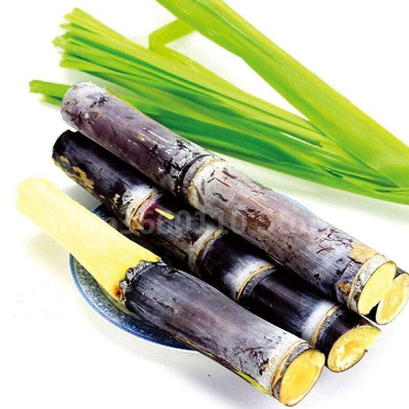 450 Seeds SUGAR CANE SEEDS * 6-18 FEET TALL * Rum Syrup Rock Candy