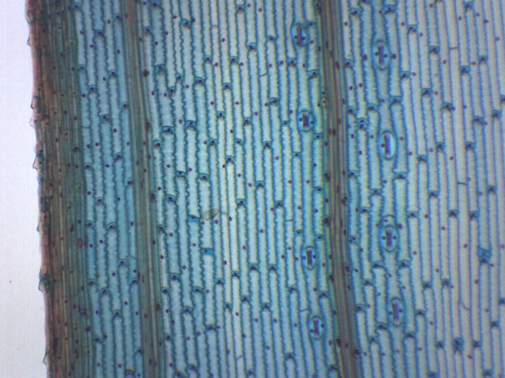 Monocot Leaf, Epidermis - Prepared Microscope Slide - 75x25mm - Eisco Labs