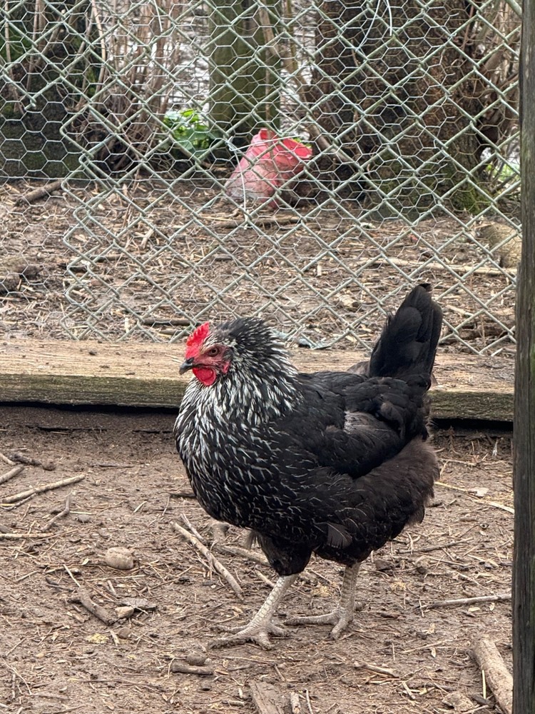chicken hatching eggs barnyard mix