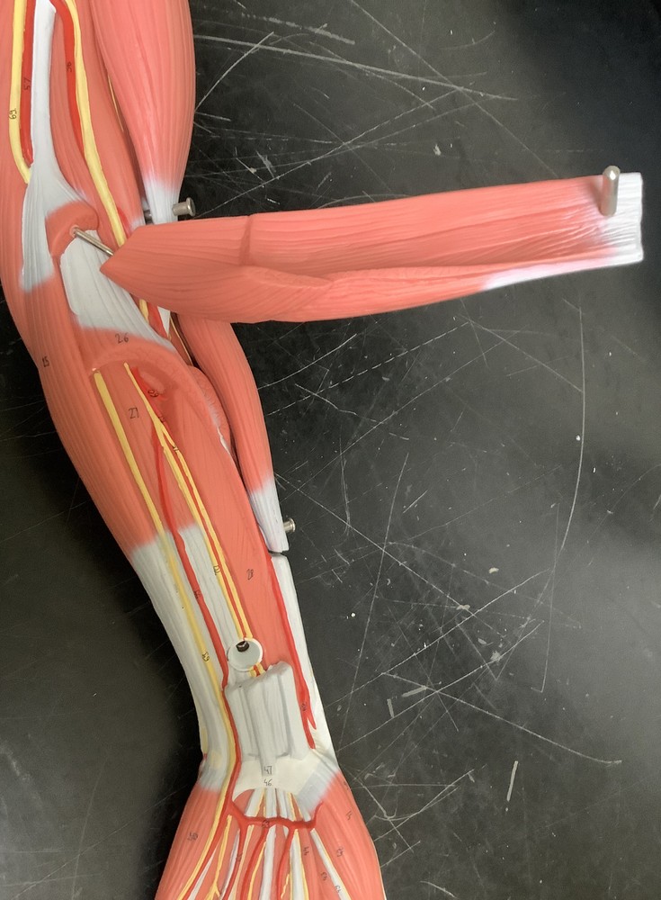 3B Scientific Human Anatomical Model | Left Arm German