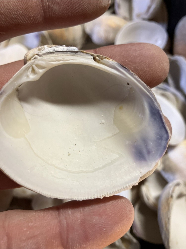 Clam shells for Crafts 100 Count Bag
