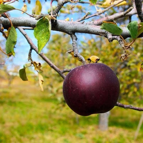 Arkansa Black Apple Tree 2ft Tall Now Live Fruit Tree Bare Root Tree
