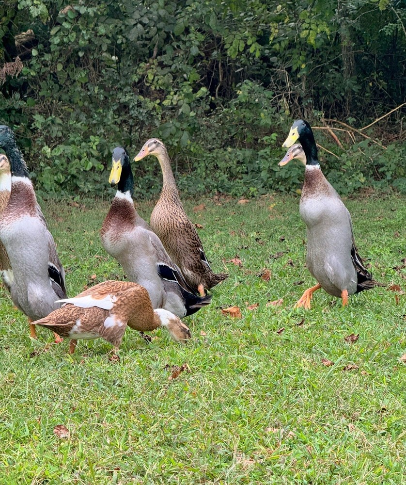 6++ Grey (Mallard) Indian Runner Duck Hatching Eggs