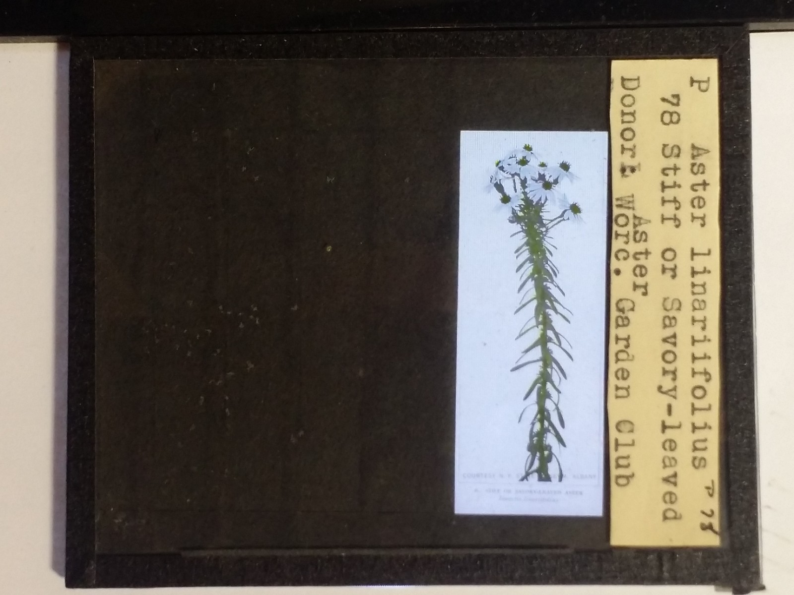 Stiff/Savory-leaved Aster (Worc. Garden Club, MA), Magic Lantern Glass Slide
