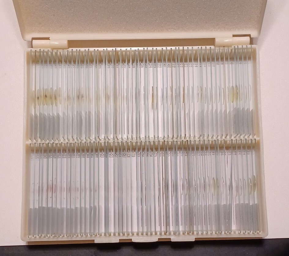 Microscope Slides (Animals) 100 Glass Slides New