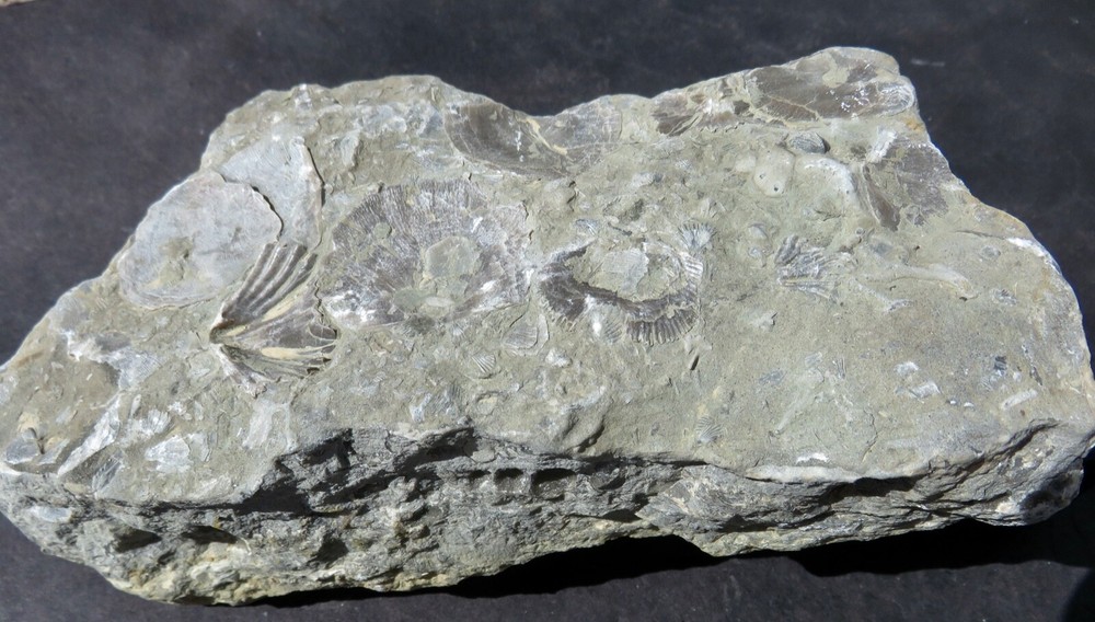 BRACHIOPOD PLATE  -- Cincinnati , Ohio