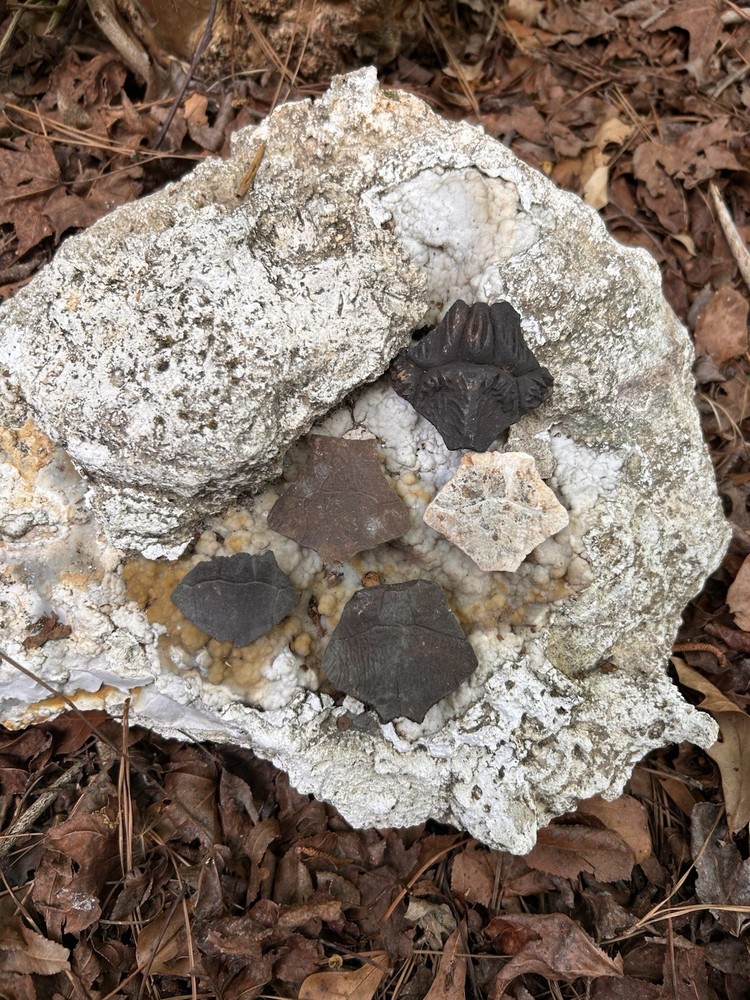 5 Florida Ice Age Turtle Nuchals