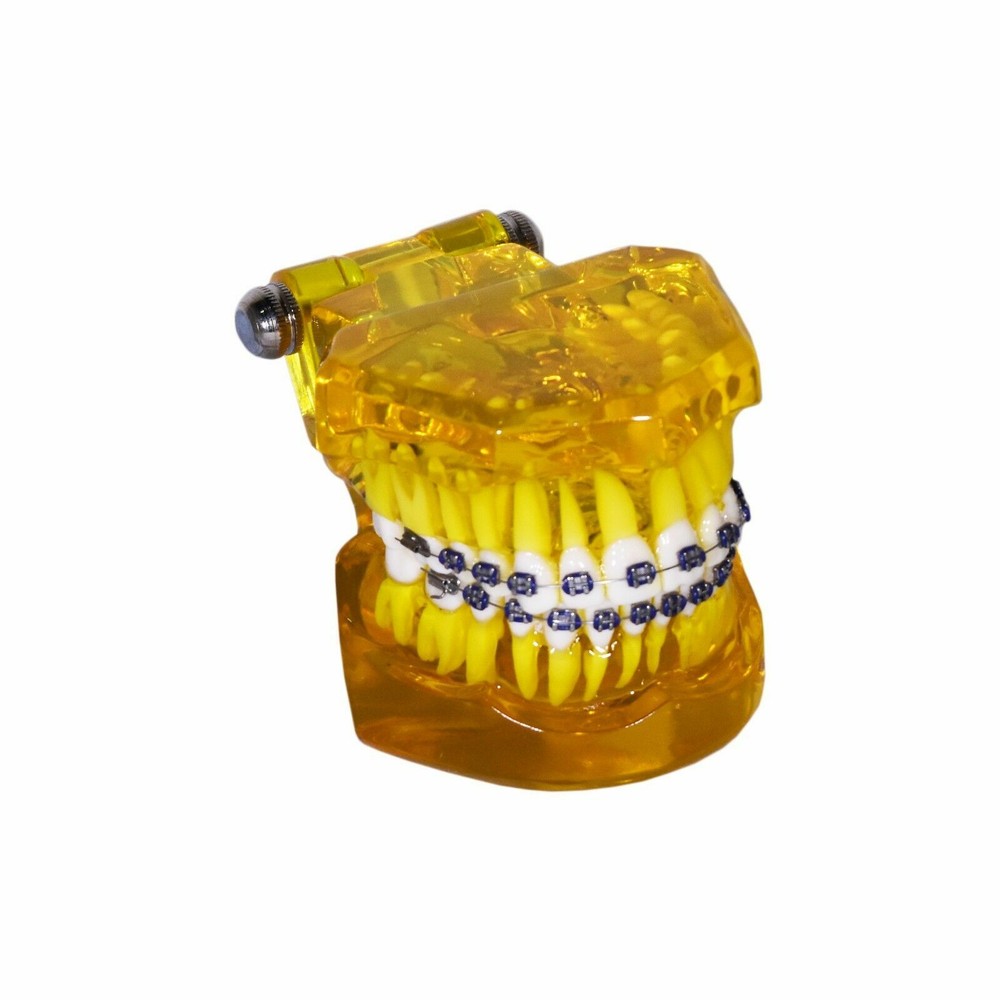 Redland  Dental Demonstration Teeth Educational Model -FDA