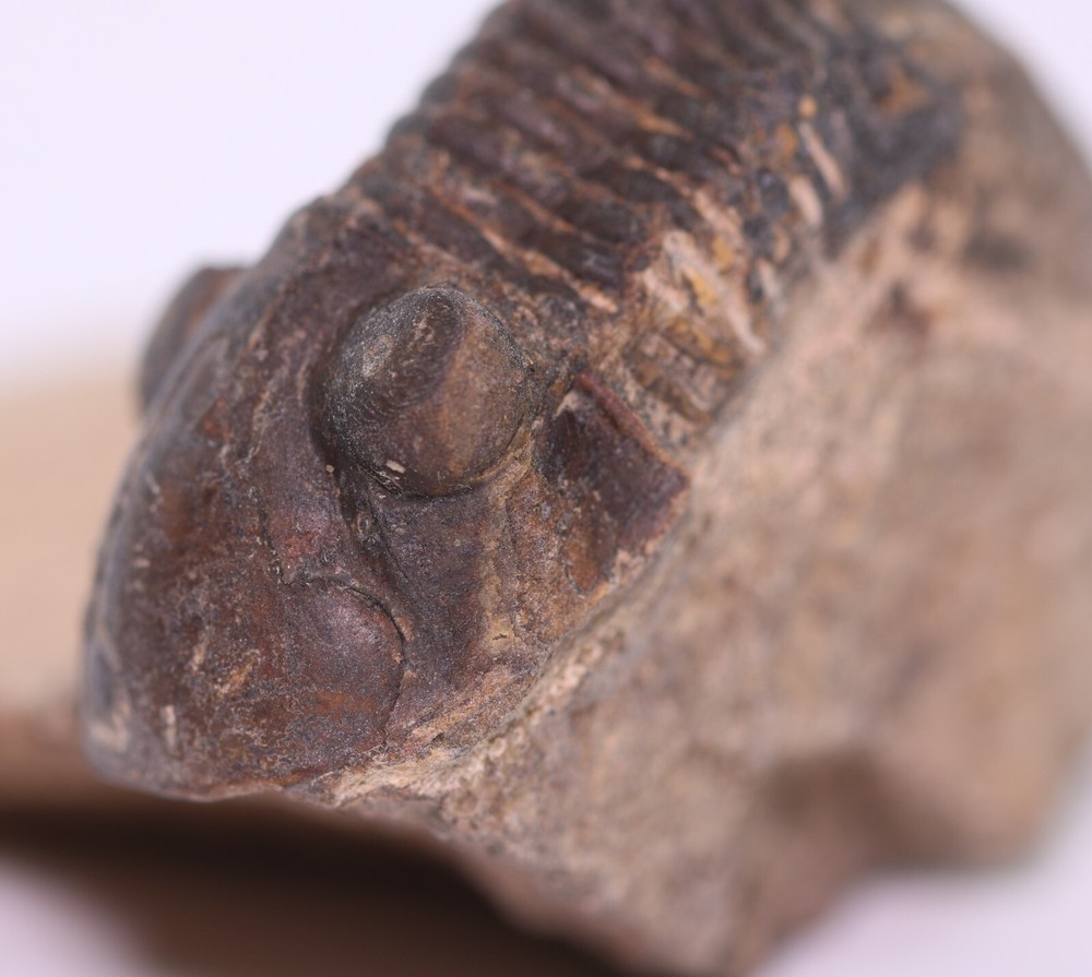 Fossil Trilobite Paralejurus Devonian Morocco COA 5483