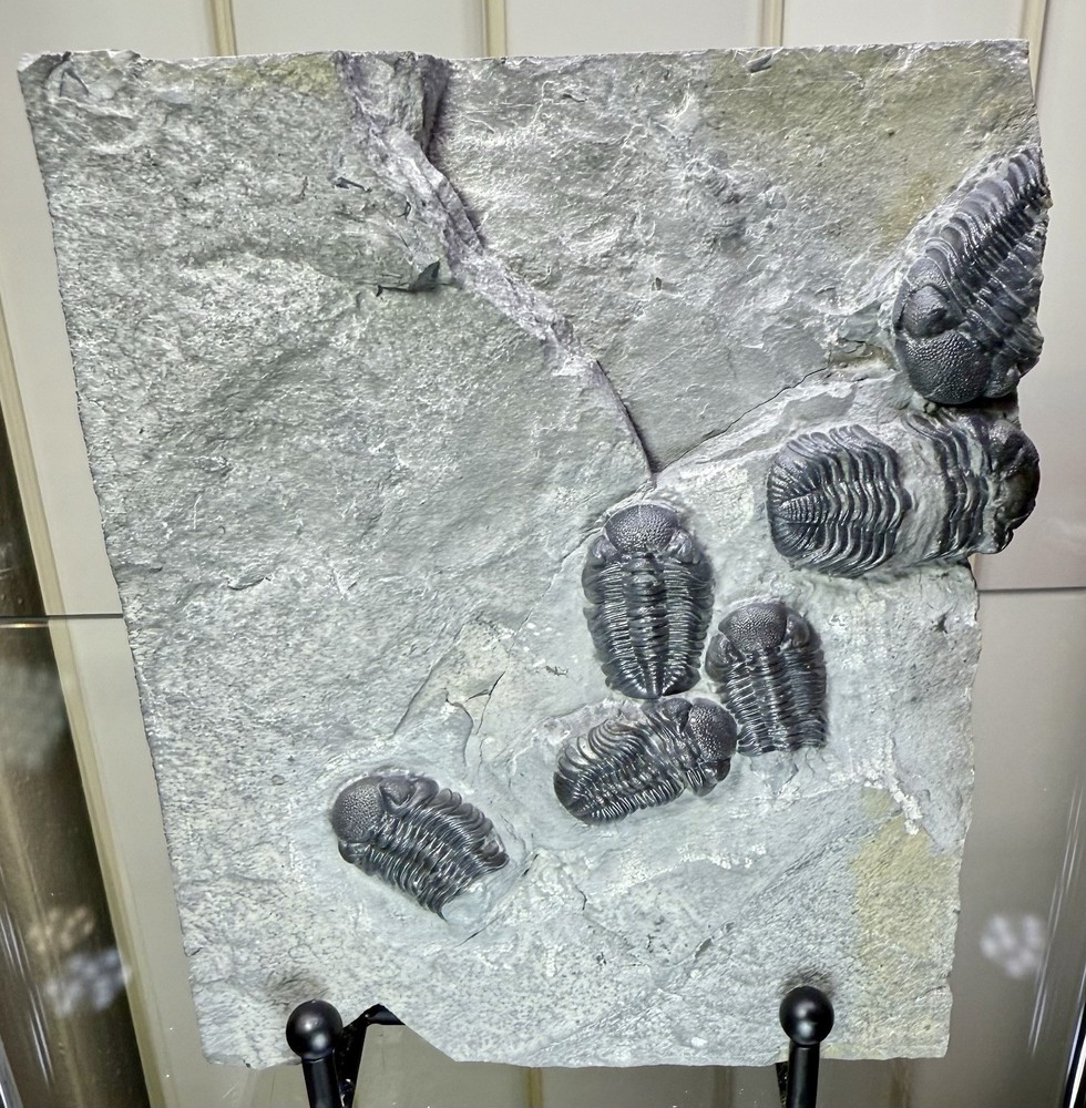 NICE Phacops Trilobite Plate ~ Penn Dixie New York ~ Devonian Period