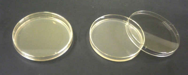 Malt Extract Agar Mix - 50 g