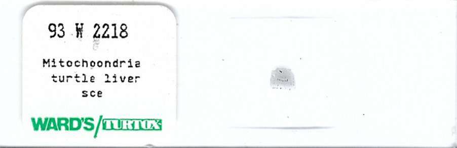 Mitochondria in Turtle Liver Microscope Slide