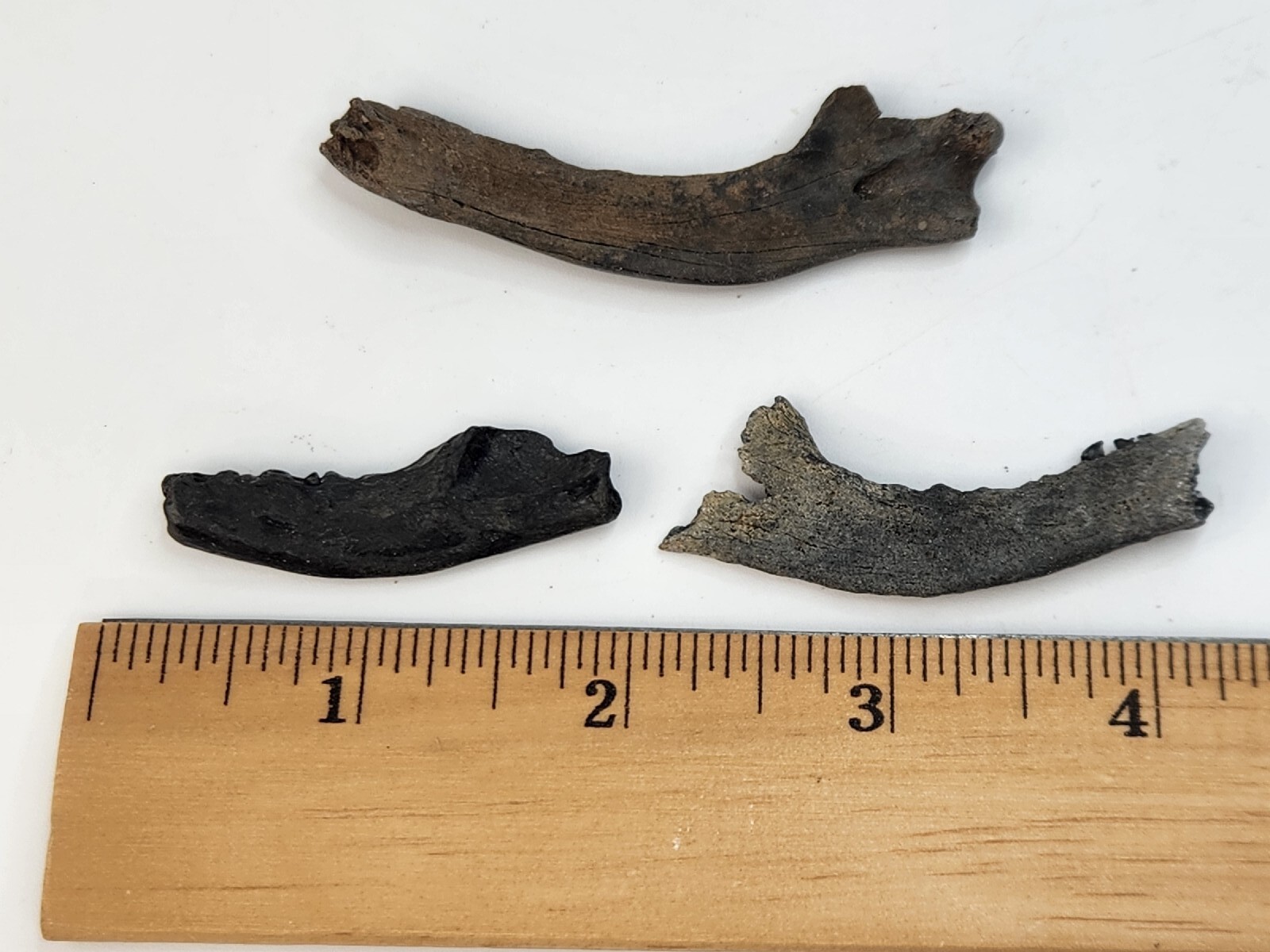 Mammal Jaw Fossil - Florida - Pleistocene Ice Age - 1 Per Purchase