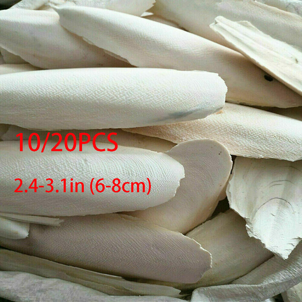 10/20X 2.4-3.1" Cuttlebone for Birds Parrot Chewing Cuttle Bone for Sharp Beaks·