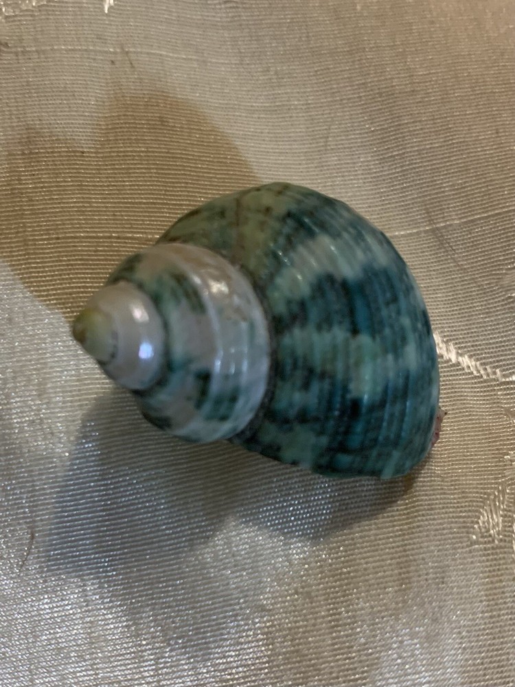 Banded Green Turbo Shell