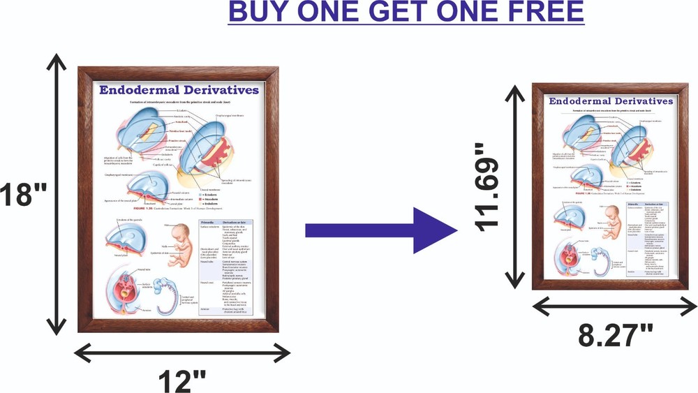 Endodermal Derivatives Chart 12x18 inches