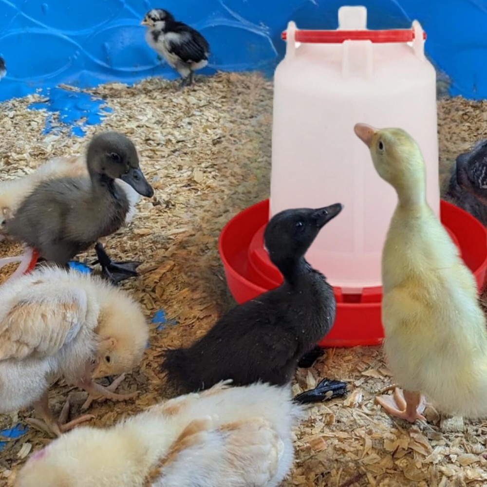 Plastic Poultry Drinker Chick Waterer Kit 1 L Waterer Hanging Container, 4 Pack