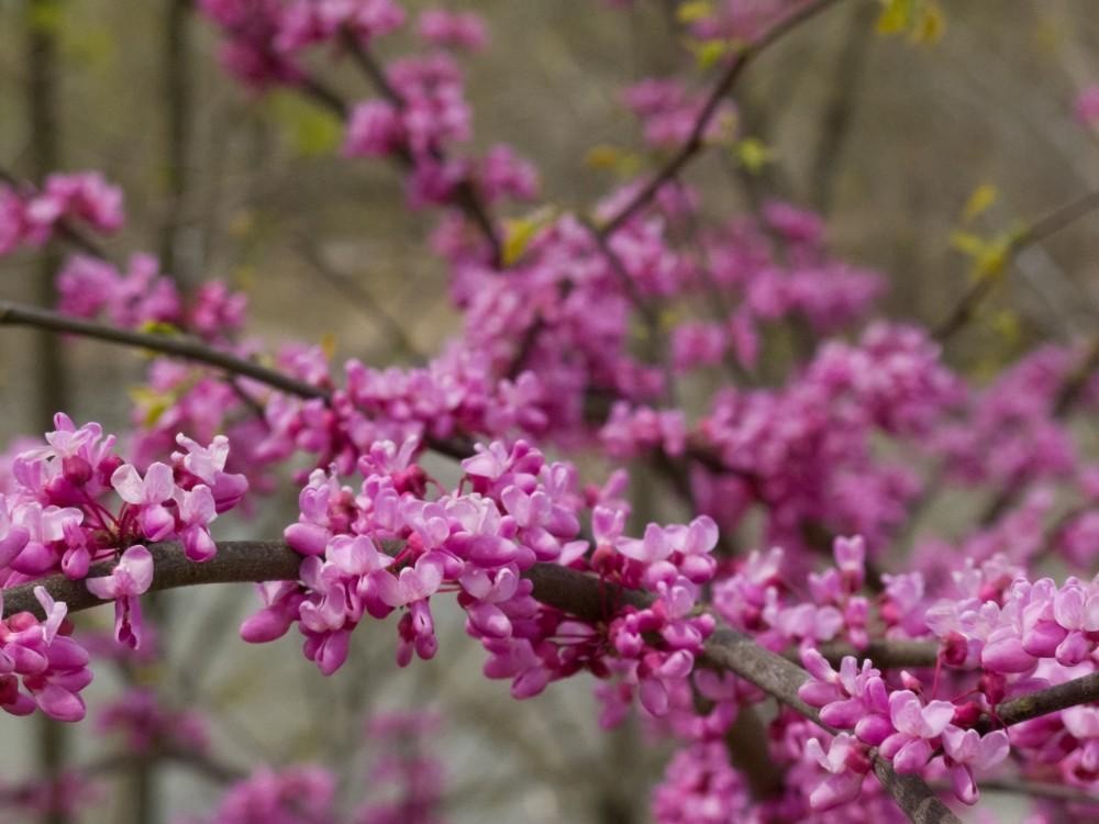 3 Eastern Redbud Tree - Cercis canadensis - 12-24" Tall