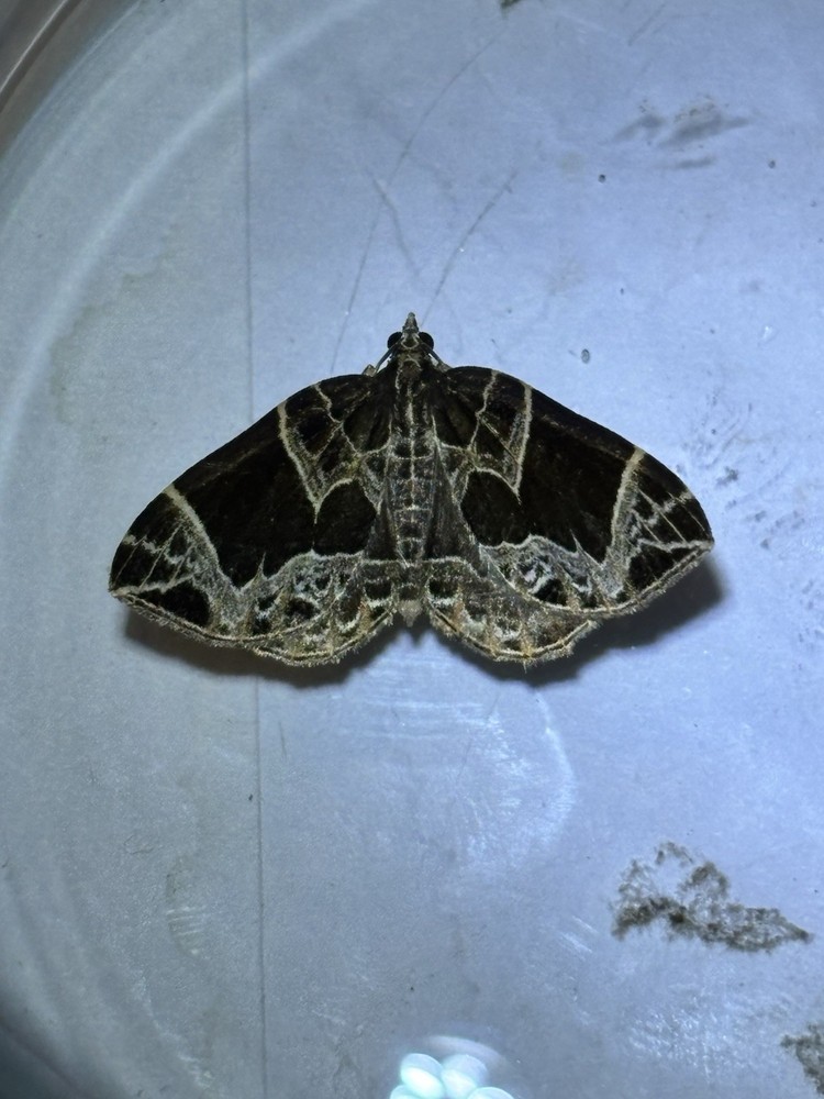 👒 Small Phoenix Moth Specimen~ Entomology