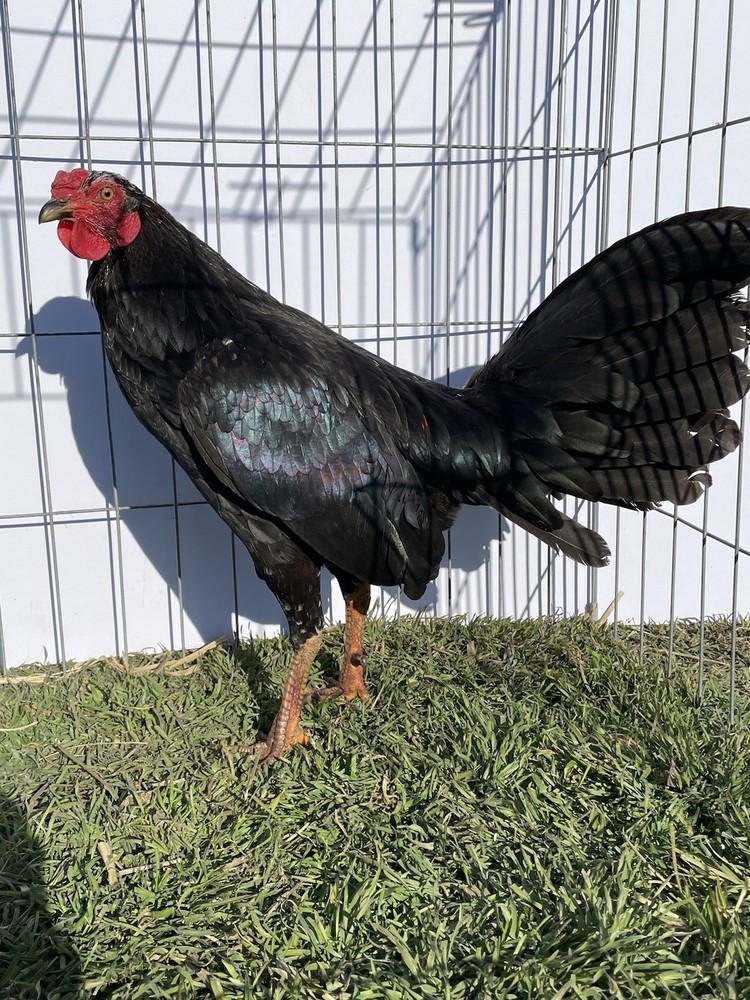DoubleHFarm|| Fertilized 12 Hatching Eggs