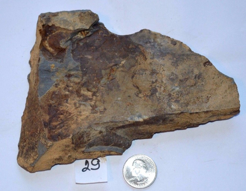 FOSSIL WITH BRACHIOPODS PRINTS ( 29 , 22F)