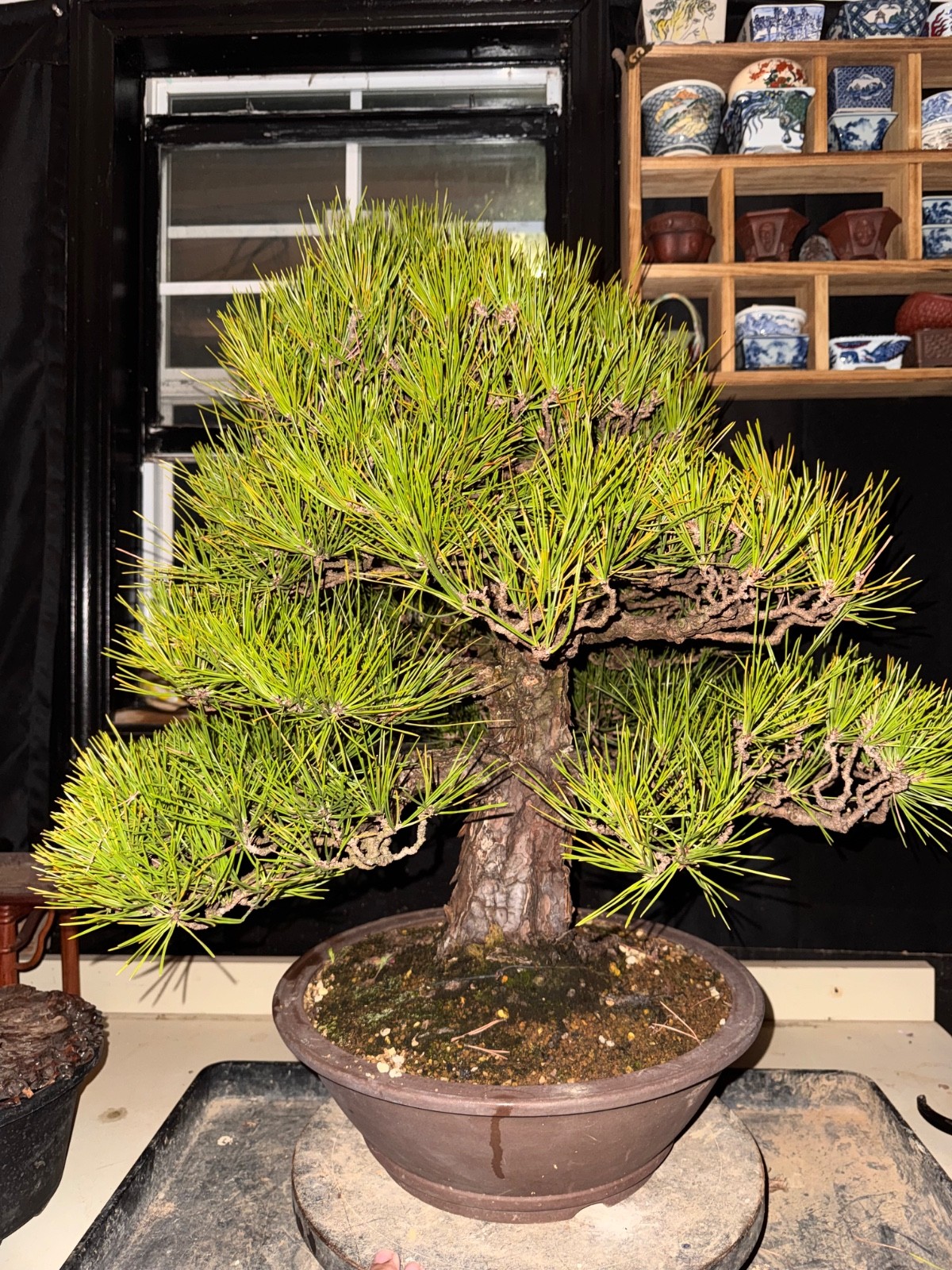 Japanese Black Pine, Bonsai Tree. Outdoor Evergreen.