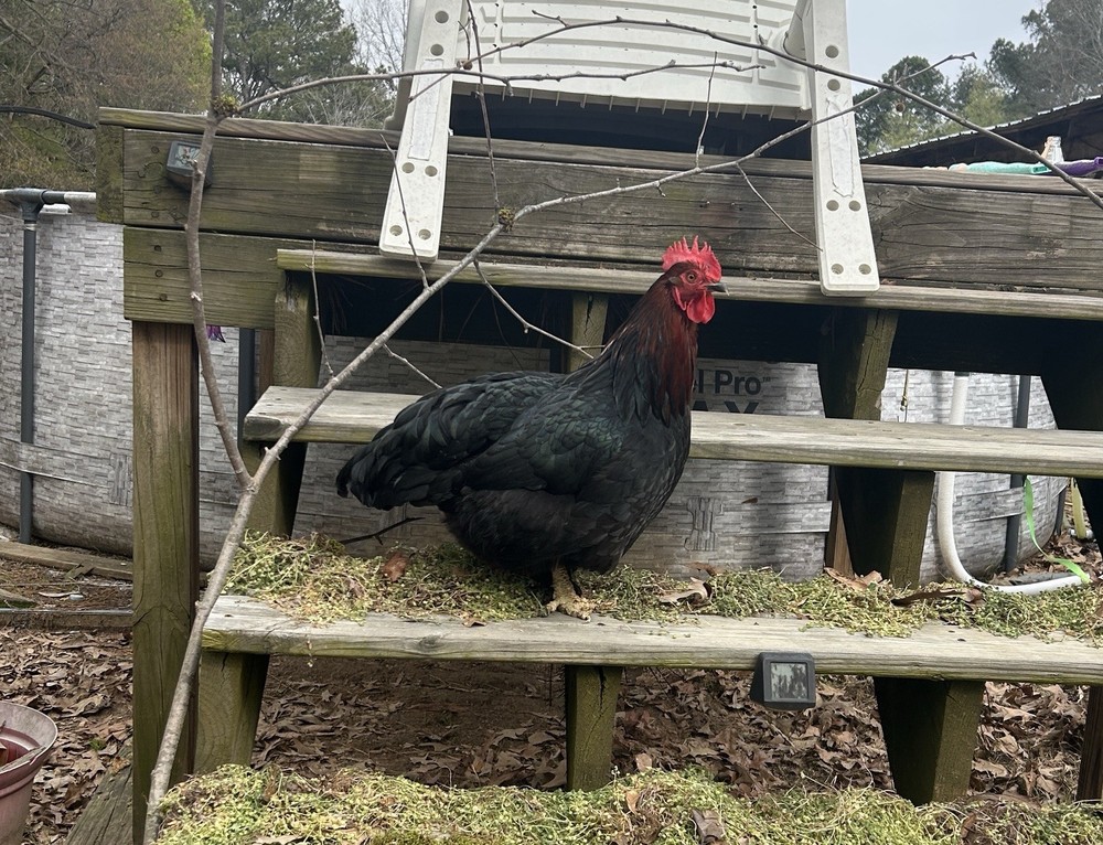 BYM Large Fowl Dozen Hatching Eggs