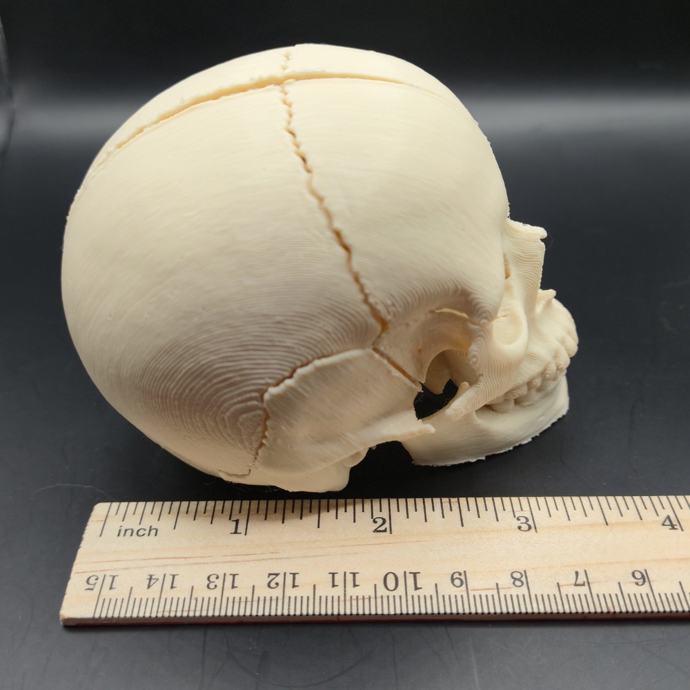 Tiny Human replica mini Skull 3D Print anatomically correct Gag gift 3"