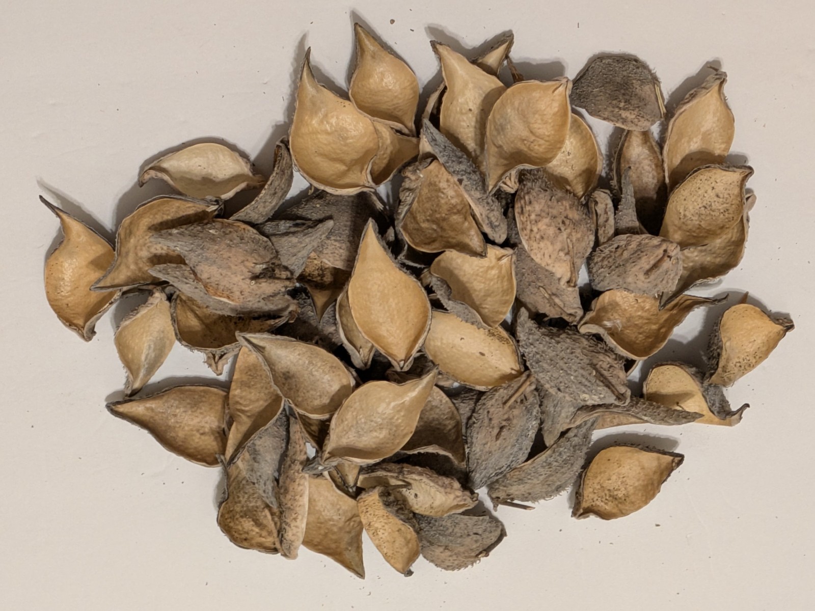 70 Empty Dried Milkweed Pods Arts Crafts Wreaths Ornaments Displays