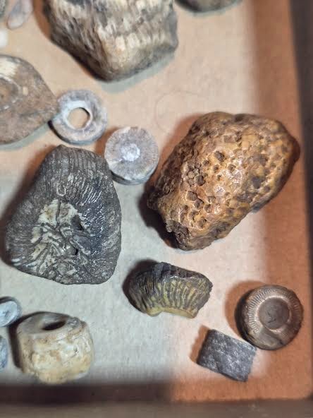 Antique Box of small Fossils