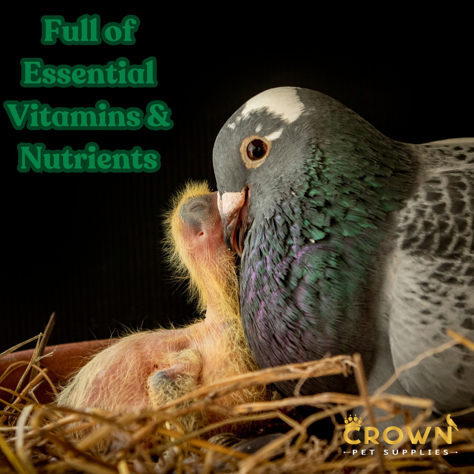 Treasure Supplement Pills, Fertility, Feather, Growth & Immunity For Pigeons