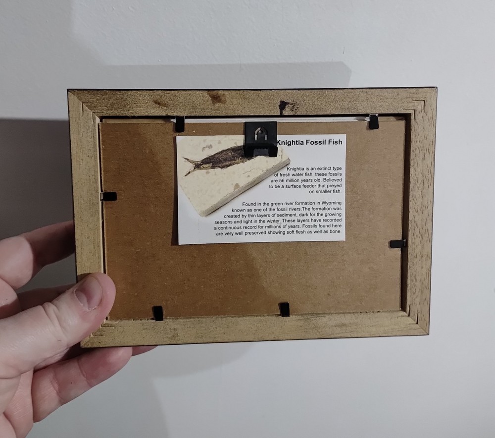 Knighting Fish Fossil In A Frame