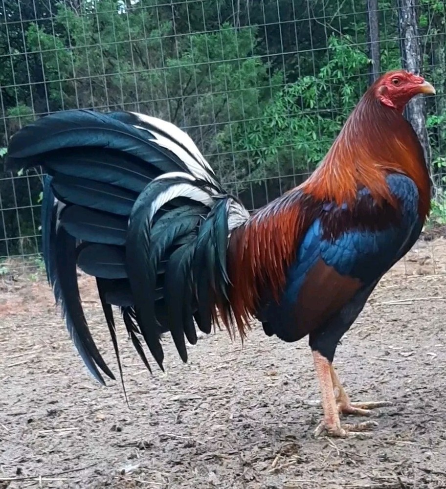 24 Chicken Hatching Eggs