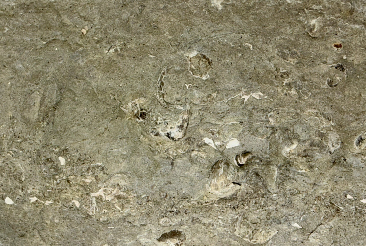 Large 31-lb Paleozoic Fossil Concretion w/Trilobite, Brachiopods, Gastropod poop