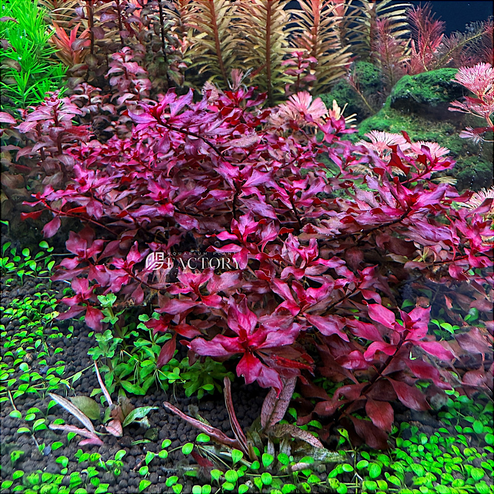 Ludwigia Super Red Mini | Bulk Pack