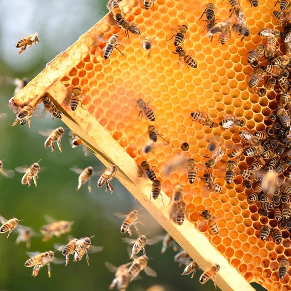 Deep Brood Beehive Frames with Wax Foundation,10 Pack Honey Bee Frames with 1...