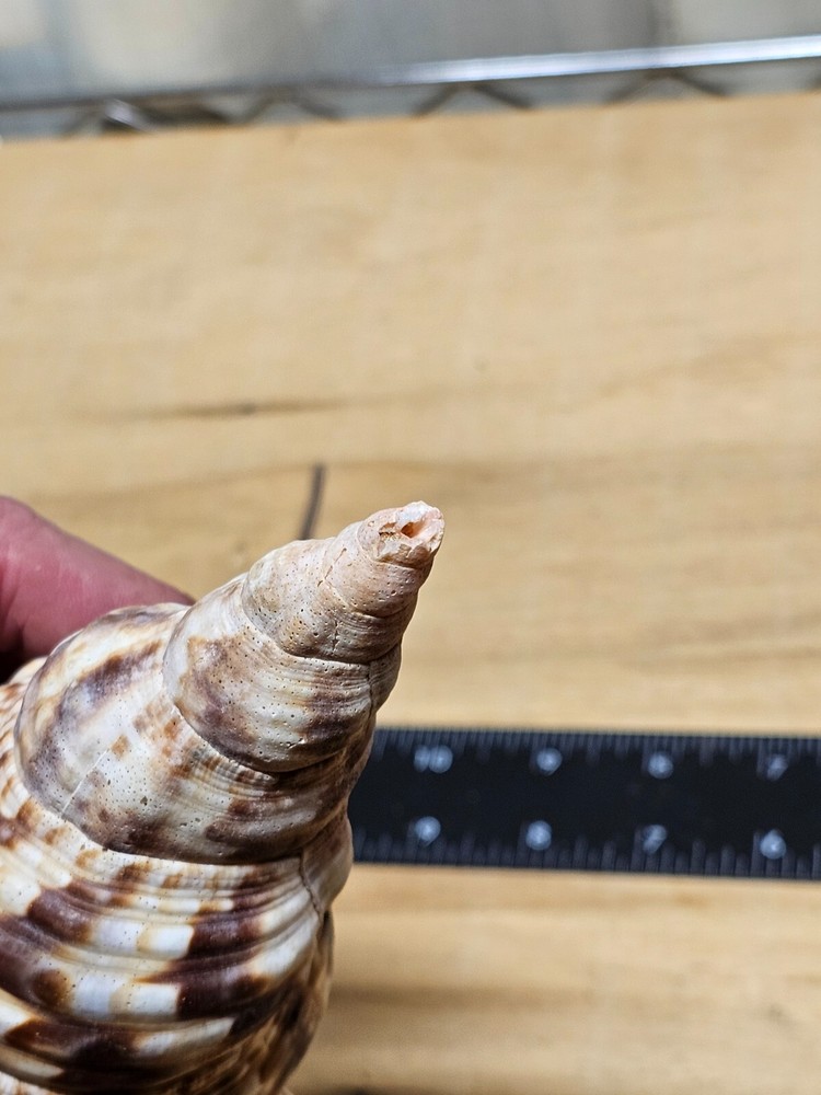 Large Triton Decorative Shell Seashell Table Top Centerpiece 7-8"