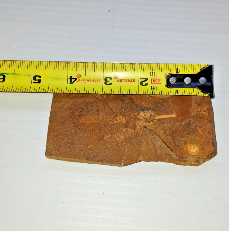 Siphusauctum Gregarium Fossil?