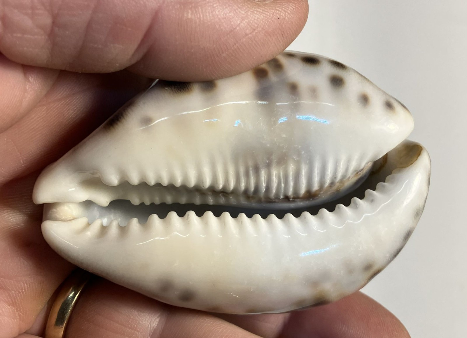 Cypraea tigris. tiger cowrie. Collected in the Philippines . Great Shape. 75mm