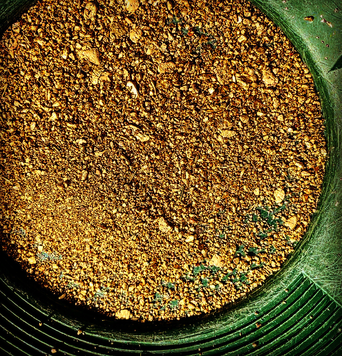 GOLD Paydirt Guaranteed Unsearched Rich with black sand + Added Gold concentrate