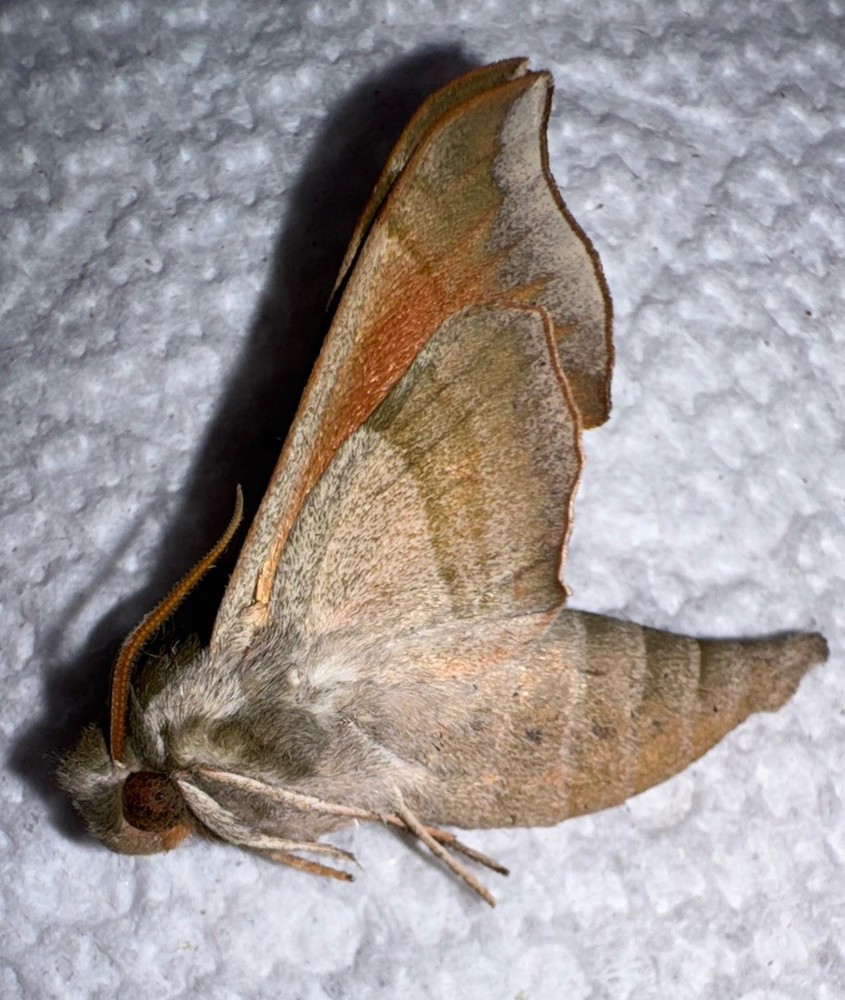 BY5 - HOG SPHINX MOTH - Daraspa Myron