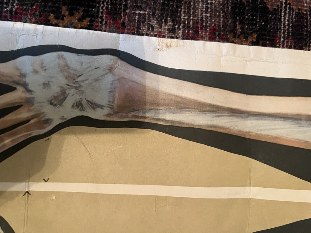 Pull Down Anatomical School Chart. Beautiful Colors! Original 1960s!