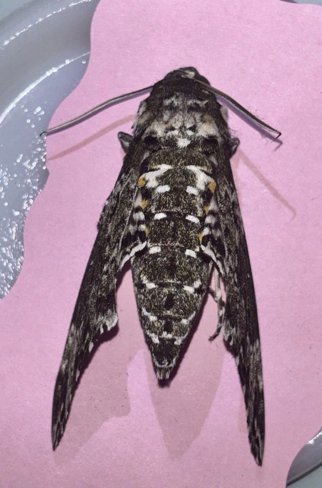 👒 RUSTIC SPHINX MOTH - Beautiful~Largest Sphinx~Specimen~UNMOUNTED~ Entomology